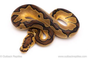 Enchi clown ball python for sale