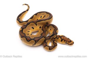 Enchi clown ball python for sale