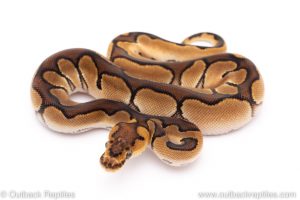 Enchi clown ball python for sale