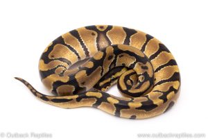 Enchi double het vpi axanthic clown ball python for sale