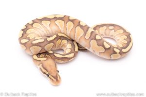 enchi lesser het clown ball python for sale