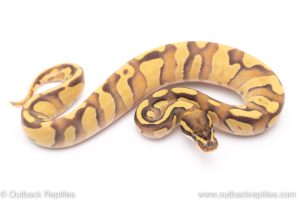 Enchi fire phantom ball python for sale