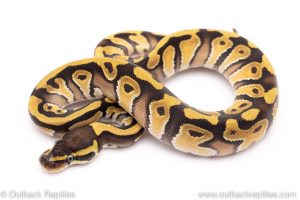 Enchi Phantom ball python for sale