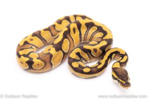 Enchi Phantom ball python for sale