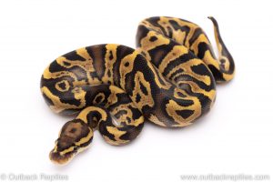 Fire Leopard ball python for sale