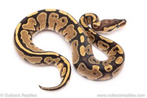 Fire ball python for sale