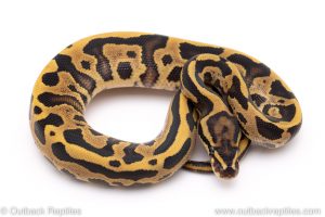 fire leopard ball python for sale