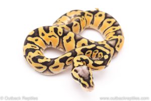 firefly lace ball python for sale