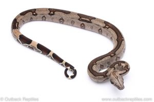 Guyana Redtail Boa constrictor for sale