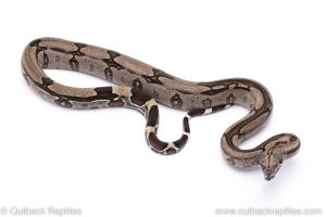 Guyana Redtail Boa constrictor for sale