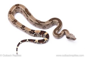 Guyana Redtail Boa constrictor for sale