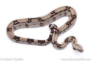 Guyana Redtail Boa constrictor for sale