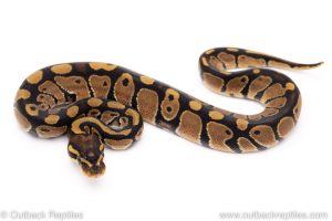 Het Clown ball python for sale