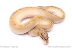 highway ball python for sale