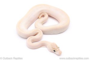 Ivory ball python for sale