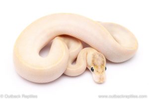 Ivory ball python for sale