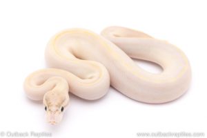 Ivory ball python for sale