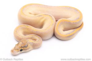 Ivory plus ball python for sale