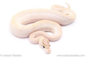Ivory ball python for sale