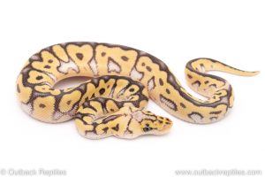 Killer clown ball python for sale