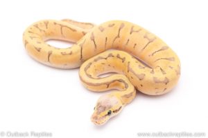 Killer blast enchi lace ball python for sale