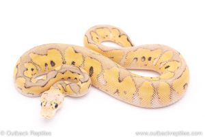 killer clown ball python for sale