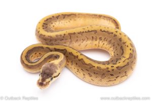 lemon blast leopard het vpi axanthic ball python for sale