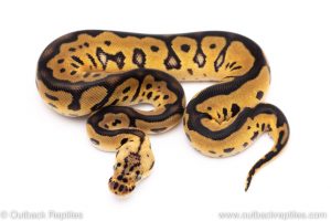 leopard clown ball python for sale