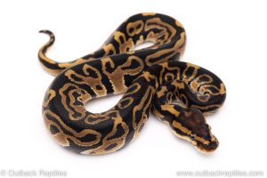 Leopard het Clown ball python for sale