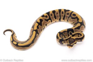 Leopard het VPI Axanthic ball python for sale