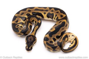 Leopard het VPI Axanthic ball python for sale