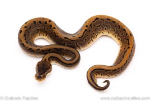 leopard pinstripe ball python for sale