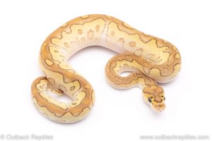 Lesser CLown ball python for sale