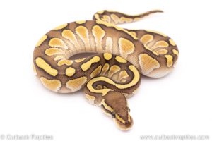 Lesser het clown ball python for sale