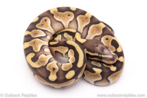Scaleless head lesser ball python for sale