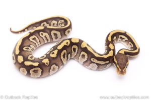 Mojave Fire ball python for sale