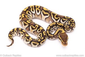 insane mojave het clown ball python for sale