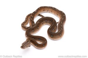 Motley graniteback reticulated python for sale