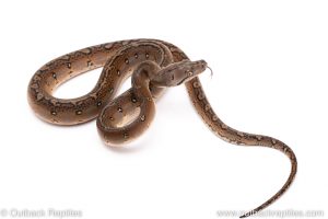 Motley graniteback reticulated python for sale