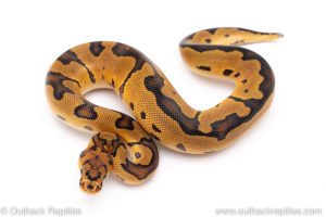 clown ball python for sale