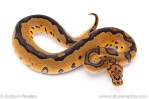 clown ball python for sale