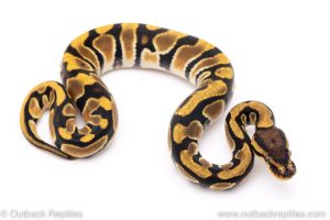 Orange dream het clown ball python for sale