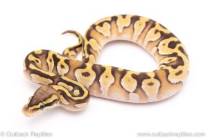 Pastave Enchi ball python for sale