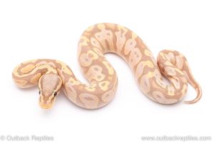 pastel banana ball python for sale