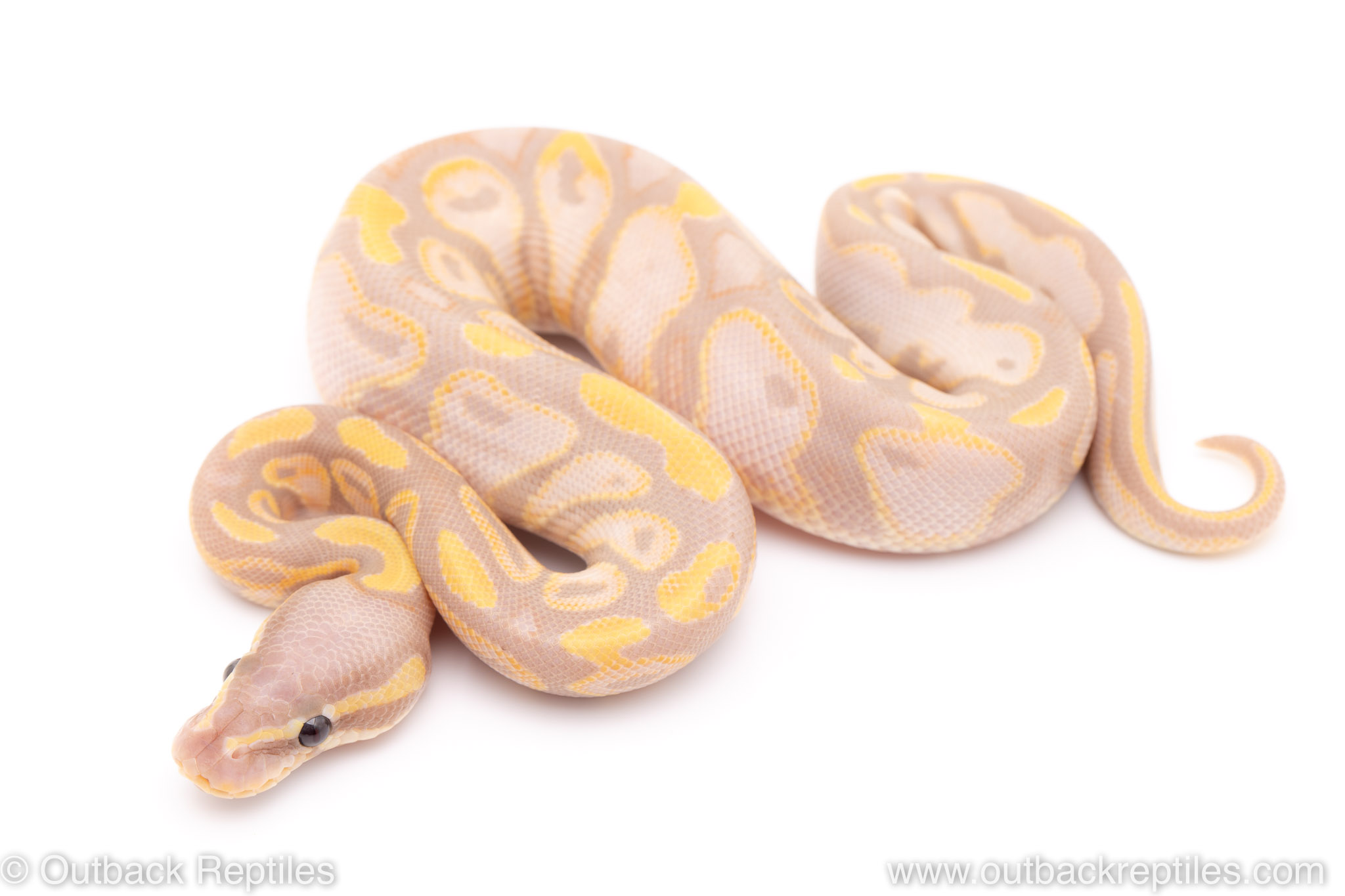 pastel banana sugar ball python for sale