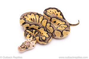 Pastel clown ball python for sale