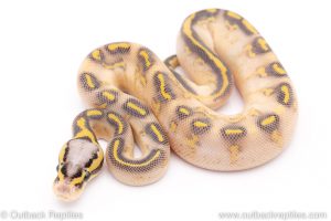 pastel highway ball python for sale