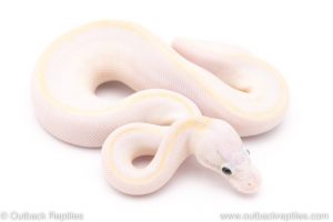Pastel Ivory pinstripe ball python for sale
