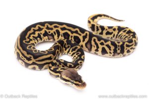 pastel leopard het clown ball python for sale