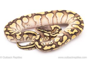 Pastel Lesser ball python for sale